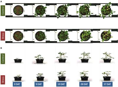 Use of Phenomics for Differentiation of Mungbean (Vigna radiata L. Wilczek) Genotypes Varying in Growth Rates Per Unit of Water